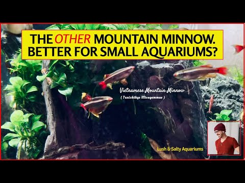 Good Morning, Viet-Nam! (The Other Mountain Minnow The Vietnamese Mountain Minnow is a bit smaller and rarer than the White Cloud Mountain Minnow. But 