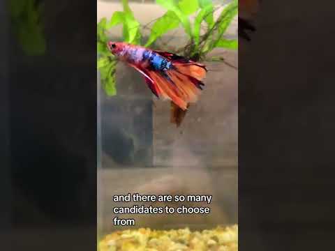 LET's GO BUY A BETTA FISH!  #bettafish #aquarium Come with me to go shopping for a new betta to join the ~beautiful~ 5G planted aquarium I recently s