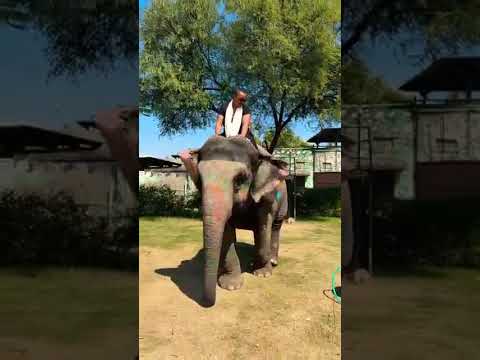 🌿 “Haathi Ke Saath Ek Safar!” 💚 #love #shortvideo