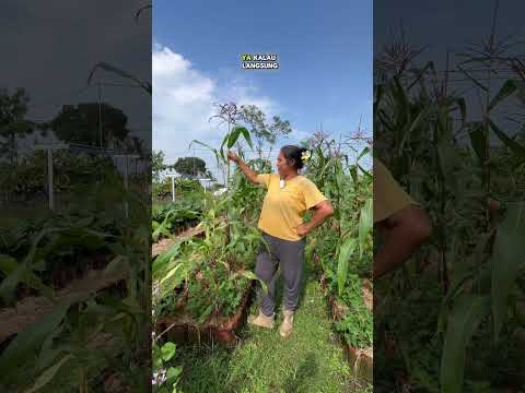 Berkebun biar ga stress #kebun #berkebun #garden #homegarden