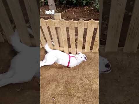 Dog taking a well-earned break after digging a hole 🤣 (🎥: ViralHog)