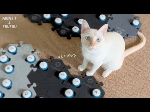 【ごめん】猫にお留守番させたらこう言いました