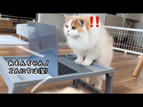 リモート会議で自分の名前を呼ばれた猫の反応がかわいすぎましたw