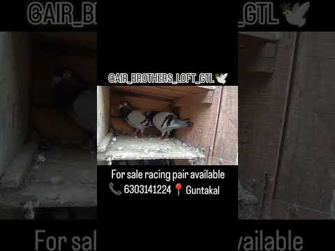 #forsale racing pair available 📞 6303141224📍Guntakal #racingpigeons #likes #share #subscribe