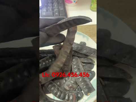 Trái bồ kết dé tháng 10,11 , sản phẩm sạch, ko hoá chất,ko chất bảo quản, quả nhỏ #boket #boketkho m