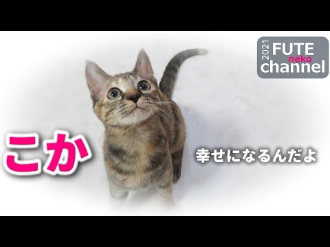 ふてねこchannelの最新動画 Youtubeランキング