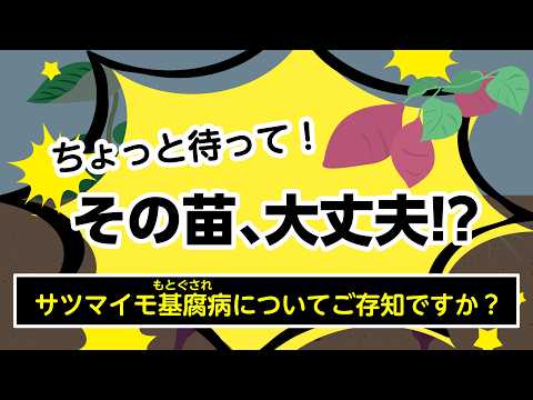 みんなで守ろう！千葉のおいしいサツマイモ