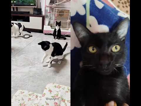 cat 😺😺😺😺😺😺 cats