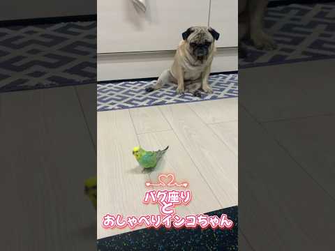 パグ座りとおしゃべりインコちゃん #パグ #インコ #うさぎ #かわいい