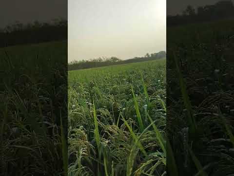 viral short #trendingshorts