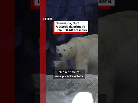 Nur: a estreia da ursa polar nascida no Brasil diante do público #bbcnewsbrasil