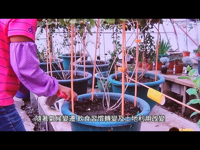 影音/從臺灣到東南亞：跨越時空的蔬菜種子歸鄉