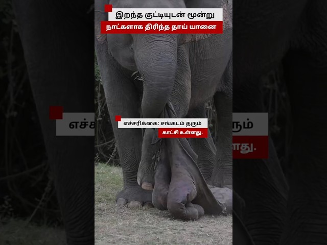 யானைகளும் துக்கம் அனுசரிக்குமா? - நெகிழ வைக்கும் காணொளி