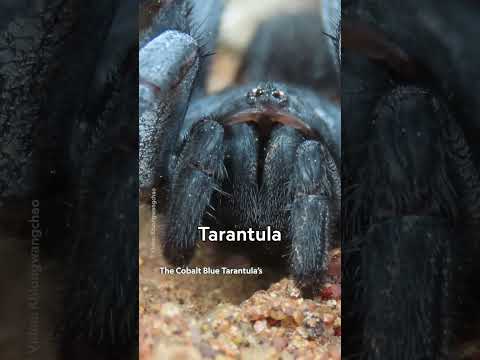 Do you know how tarantula’s eat their prey? 🤔🕷️ #NationalGeographic #Spiders