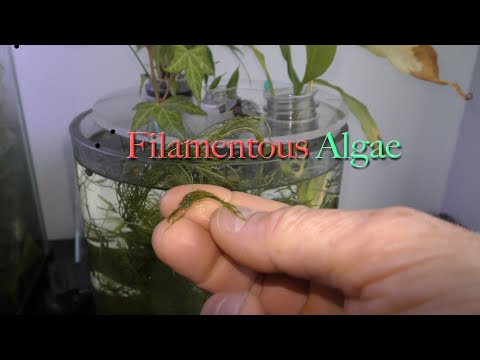 The Most Dreadful Hair Algae in Aquariums 00:00 The Most Dreadful Hair Algae in Aquariums
Reddit https_//www.reddit.com/r/aquarium_garden/
Blo