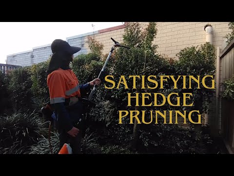 Satisfying Hedge prune of a lily pilly Hedge