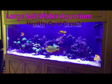 Finally corals for Large Saltwater Aquarium #allmymoneygoestocoral #aquarium #aquariumfish #brownalgae #coraltank #fish #fishtank #reef #saltwat