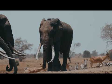 Zerb - Mwaki (feat. Sofiya Nzau) · 1 hour loop