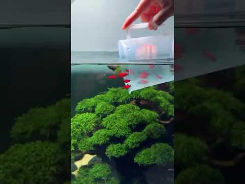 Amazing bonsai tank 😍