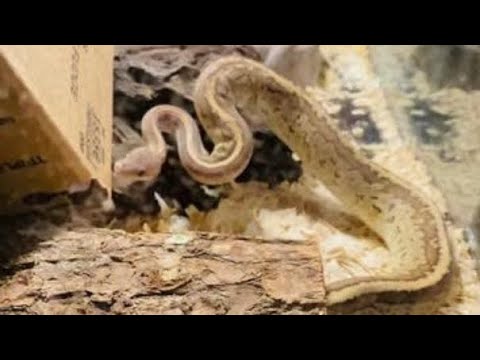 MAHOGANY ROYAL PYTHON USING HIS JACOBSON’S ORGAN Before the mice are out of the box Mahogany smells them and seeks them out. Very interesting how he 