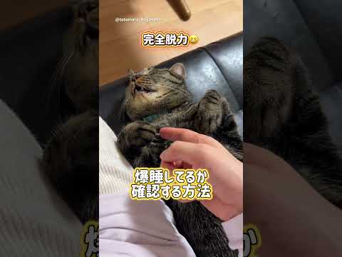爆睡してるか確認する方法  #保護猫 #ととまる #cat