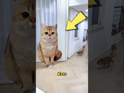 El gato estaba asustado por el gato falso.#pets #cat #cute