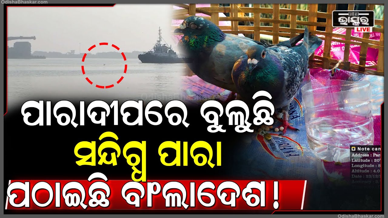 ପୁଣି ପାରାଦୀପ ରେ ବୁଲୁଚି ସନ୍ଦିଗ୍ଧ ପାରା, ଗୋଡ଼ରେ ବନ୍ଧା ହୋଇଛି ଅଦ୍ଭୁତ ପ୍ରକାର ବ୍ୟାଣ୍ଡ