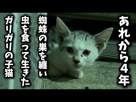猫の動画サムネイル - 猛暑日に保護したボロボロの子猫…あれから四年が経ちました
