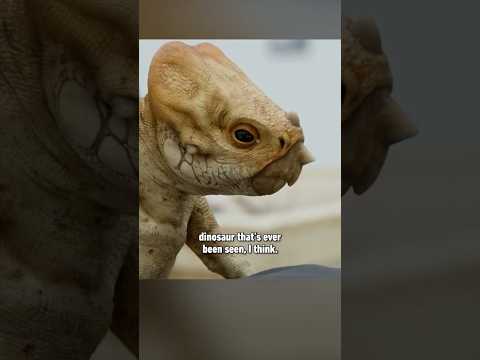 This is Dolores the Aquilops, who we might need to protect at all costs in Jurassic World Rebirth