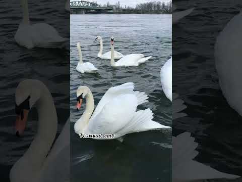 Два вопроса и множество ответов . #австрия #история #мудрость#психология