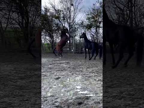 #music #Gino Vanelli #horses #wild horses