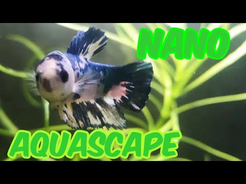 New Nano Planted Aquascape 