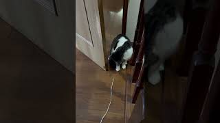 【日常】そんな〜！そこまで楽しめてない猫のニコくんとヒモで遊んでみた様子#ねこのいる生活 #cat