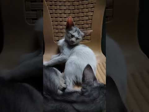 Highlight 0:00 – 1:25 from Hi viewers welcome to my house 🏠