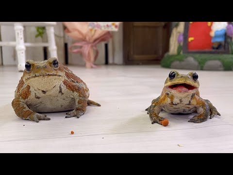 仲良く並んでごはんを食べるヒキガエルがかわいい  Cute toads eating food in a friendly line.