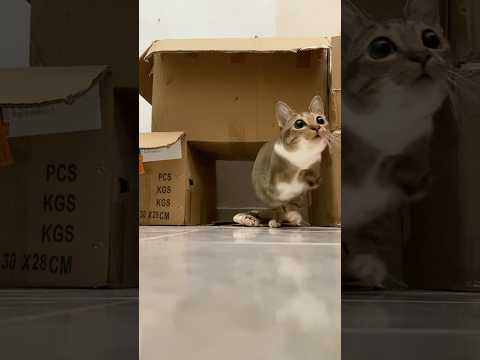猫の動画サムネイル - kiss kiss baby🐱🦖#kiss #cat#morekisses #iliketutu