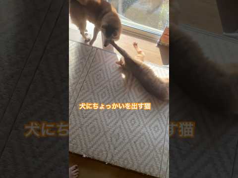 犬にちょっかいを出す7歳茶トラ猫ちゃこ #柴犬 #shibainu #cat #茶トラ猫