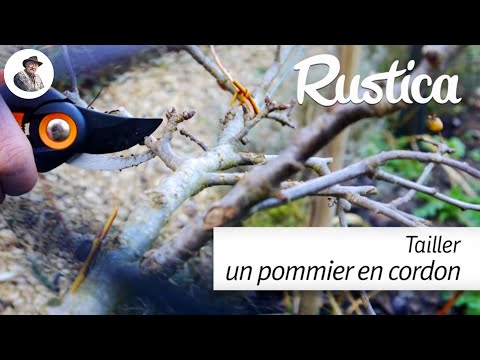 Tailler un pommier conduit en cordon