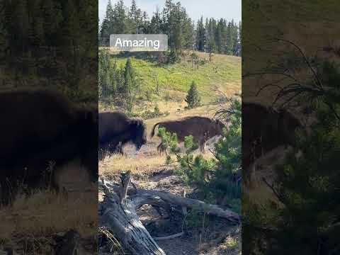 Yellowstone bison encounter #amazing #yellowstone #yellowstonepark #bison #bisonfamily #animal