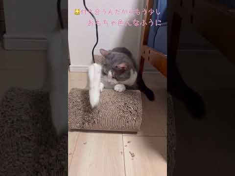 何よこれ、これだから先生は嫌。【愛猫スーちゃん】#cat #猫 #保護猫 #shorts