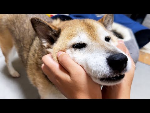 【犬と猫たち大家族】R家の救世主お姉ちゃんのお別れの日。