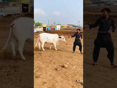 Malir mandi 🐄👌😊2026 collection