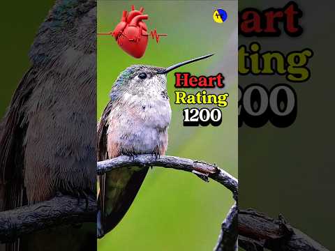 World’s Fastest Heartbeat Hummingbird! 💥💓 #mindblowingfacts #facts #calmwhale #amazingfacts #funny