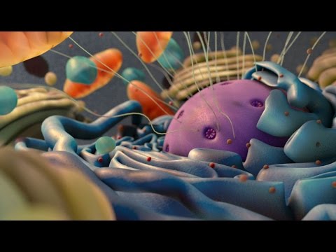 360° Cellular Activity Animation (demo)