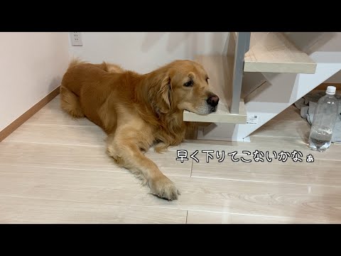 僕にとって、飼い主が全てだということを教えてくれる愛犬【ゴールデンレトリバー】