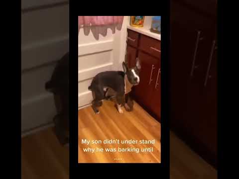 funnydogs#cute#doglover#doglife#cure#dogshorts#pet#doglife#dogshorts