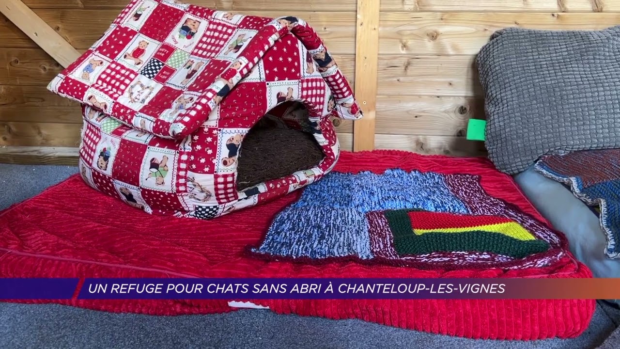 Yvelines | Un refuge pour chats sans abri à Chanteloup-les-Vignes