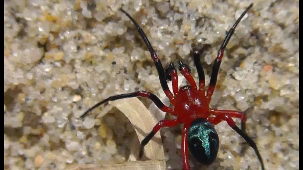 Ред спайдер. Паук Рэд Спайдер. Красный паук деньгопряд. Краб красный паук - Red Spider Metasesarma SP.. Черный паук с красными лапами.