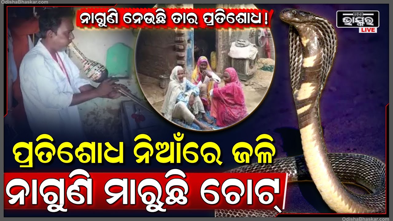 ଉତ୍ତରପ୍ରଦେଶରେ ନାଗୁଣି ଆତଙ୍କ.. ଗୋଡେଇ ଗୋଡେଇ ଆକ୍ରମଣ ।ଭୟଭୀତ ଅବସ୍ଥାରେ ରହିଛନ୍ତି ଗ୍ରାମବାସୀ