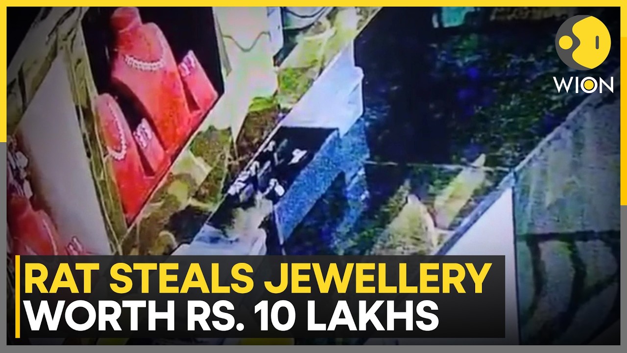 The Rat Thief! CCTV Footage Shows Rat Carrying Jewellery Pieces | WION